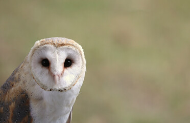 barn owl with black eyes looking into the camera and space available for customizable TEXT on the side of the bird