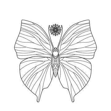 Butterfly. Outline jpeg illustration for coloring book. Antistress for adults and children. Elements for print, card, posters