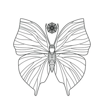 Butterfly. Outline vector illustration for coloring book. Antistress for adults and children. Elements for print, card, posters