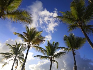 Obraz premium Coconut palm trees on blue sky with white clouds background. Tropical beach, paradise nature