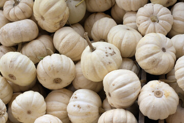 Lots of baby boo pumpkins in the daylight.