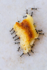 Ameisen beim gemeinsamen Abtransport von Nahrung - Formicidae