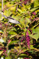 Blackcap Bird feasting on autumn wild berries in the garden