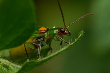 Details of a green ladybug among leaves and branches.