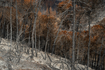 Fototapeta na wymiar A Forest after a Wildfire