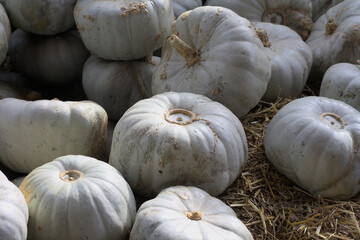 Lots of gray, blue pumpkins in the daylight, on the haystacks.