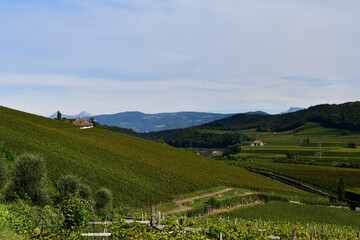 The vineyards around Caldaro in Southtyrol, mountains behind 