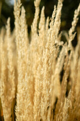 Obraz premium Closeup dry grass, autumn sunny day