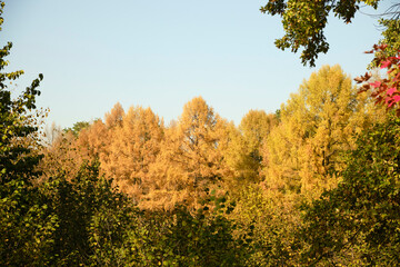 Autumn landscape, colorful tree leafs, yellow-red botanical garden