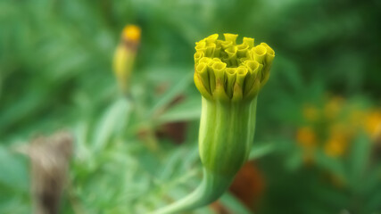 yellow tulip flower