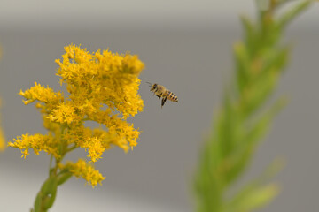 セイタカアワダチソウの花粉を目指して飛ぶ蜂