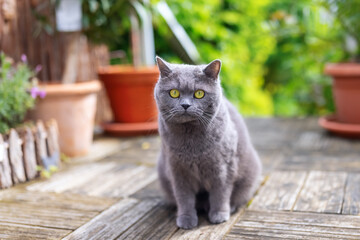 British Shorthair cat walking on a terrace