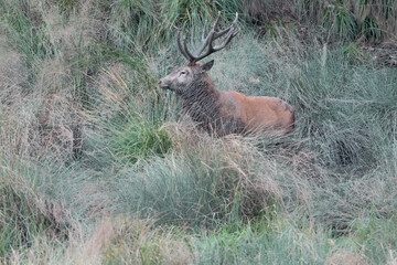 Naklejka na ściany i meble Majestic deer male covered with mud in rutting season (Cervus elaphus)