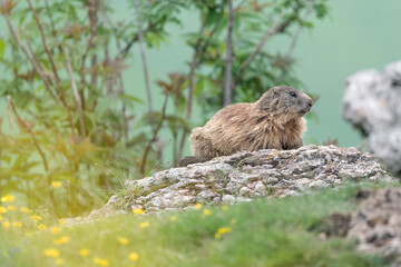 Alpine marmot on the rock (Marmota marmota)