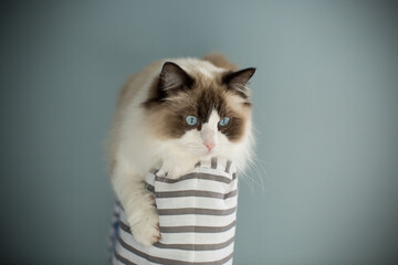 Young beautiful purebred Ragdoll cat at home