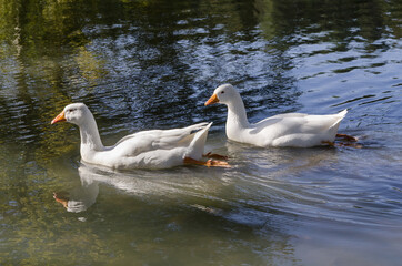 Canards blancs qui nagent sur un étang