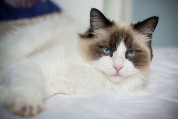 Young beautiful purebred Ragdoll cat at home