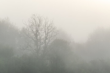 The canopy of trees in thick fog in the early autumn morning, one tree is bare branches