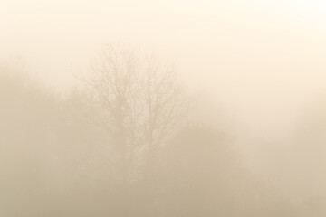 The canopy of trees in thick fog in the early autumn morning, one tree is bare branches