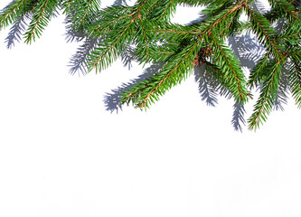 Branches of fir on the bright white background. Concept Christmas or New Year greeting card close up.	