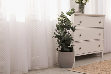Chest of drawers and potted eucalyptus plant near window in room