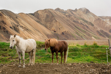 Horses in the Island mountains