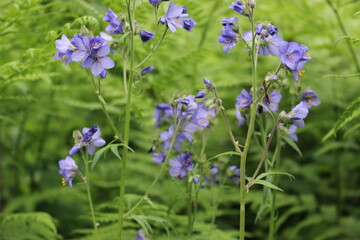 Ground Morning Glory Convolvulaceae sabatius Viv. in the forest. Close-up. Floral plants outdoors. Nice green. A trail in the forest among a beautiful spring landscape. Walking path in a mixed forest