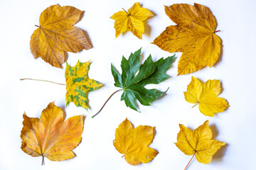 Yellow maple leafs as an autumn symbol. Isolated on white