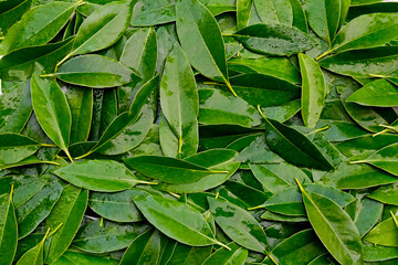 Green leaves pattern background, Natural background and wallpaper