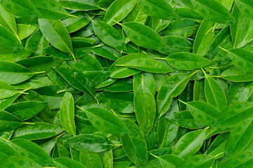 Green leaves pattern background, Natural background and wallpaper