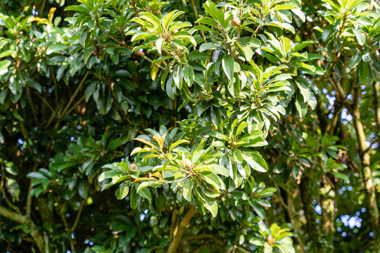 fresh sapodilla fruit or sawo tree from Indonesia. Manilkara zapota, commonly known as sapodilla, sapota, chikoo, chico, naseberry, or nispero is a long-lived.