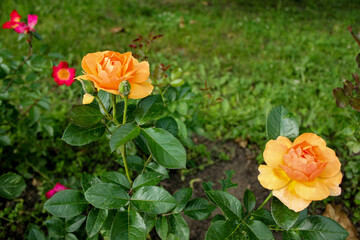 red and yellow roses