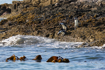 penguins on the rocks approaching the ocean