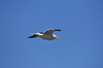 Vuelo de gaviota 