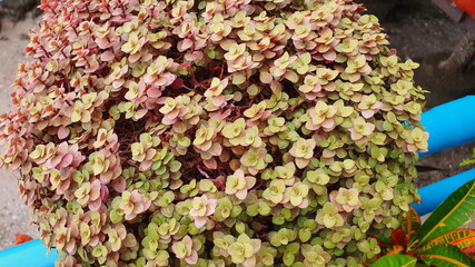 Sedum makinoi 'Ogon' is a succulent with bright pink and yellow leaves that are grown in pot strimmed to form a round bush. It is a plant that retains water in the roots, leaves or stems plump and sof