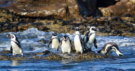group of penguins on the rocks  - Powered by Adobe