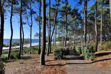 Beautiful seascape with pine trees at Arcachon in France - obrazy, fototapety, plakaty