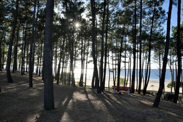 Beautiful seascape with pine trees at Arcachon in France