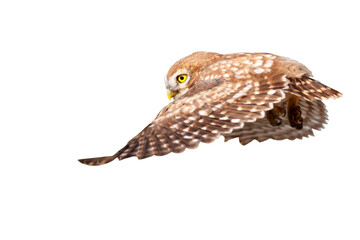 The little owl (Athene noctua) is flying. Isolated bird. White background.