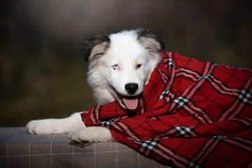 portrait of a dog in autumn