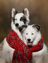 portrait of a dog in autumn
