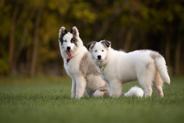 portrait of a dog in autumn