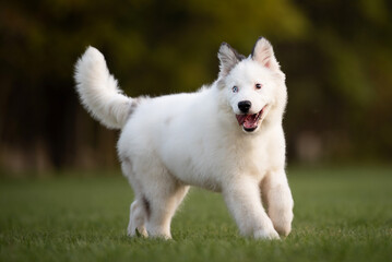 white dog puppy running in the park