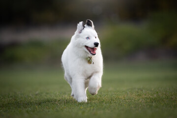 white dog puppy running in the park