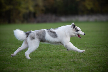 white dog runningin the park
