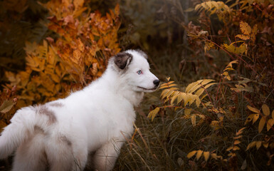portrait of a dog in autumn