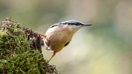 bird, natur, robin, wild lebende tiere, tier, wild, schnabel, ast, bird, 