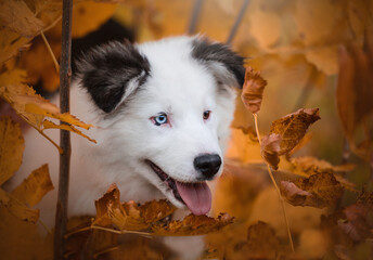 portrait of a dog in autumn