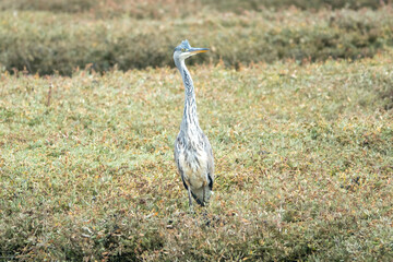 Fototapeta premium the heron Britain's tallest bird