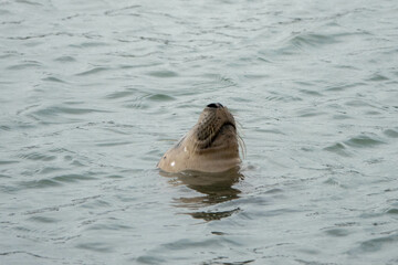 the grey seal Halichoerus grypus meaning hook nosed sea pig